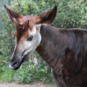 Okapi
