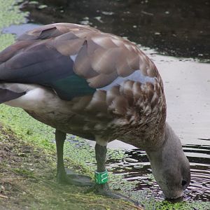 Blue-winged goose