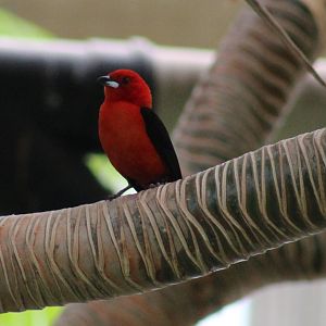 Brazilian tanager