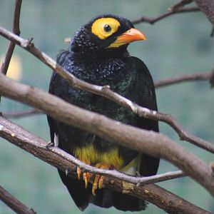 Yellow-faced myna