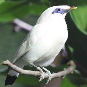 Bali myna
