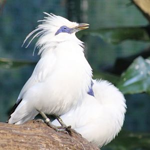 Bali myna's