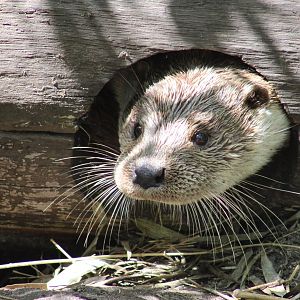 European otter