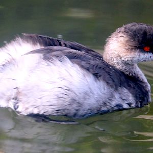 Black-necked grebe; Arundel; 6th October 2022