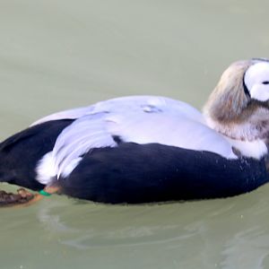 Spectacled eider; Arundel; 6th October 2022
