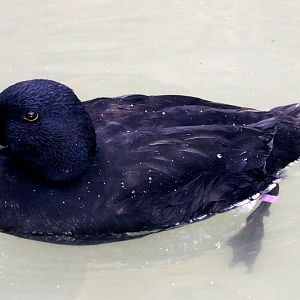 Common Scoter; Arundel; 6th October 2022