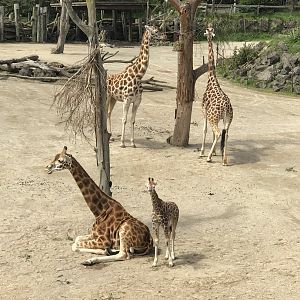 Giraffes
