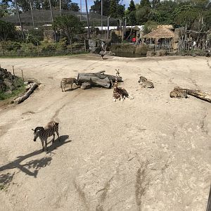 Kiraka the giraffe and the Zebras