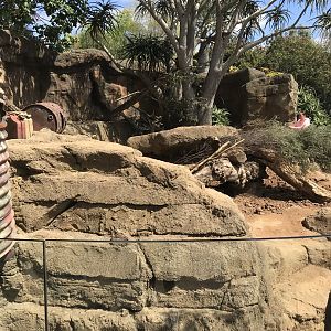 Crested Porcupine enclosure