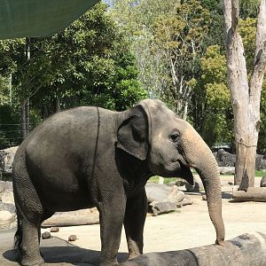 Burma the Asian elephant