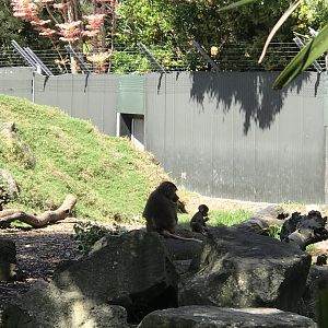 Hamadryads Baboons