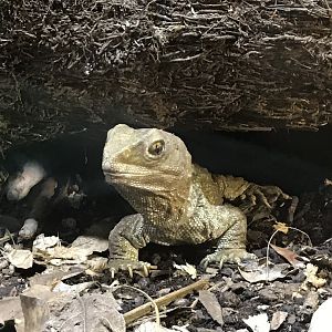 Tuatara