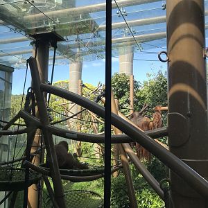 Bornean Orangutan enclosure