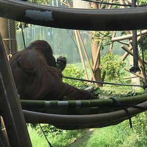 Melur and (the barely visible) Bahmi