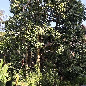 Cotton Top Tamarin enclosure