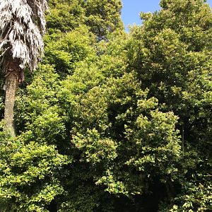 Spot the Squirrel Monkey