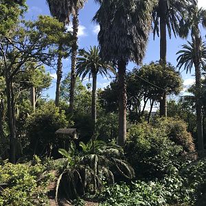 Spider Monkey enclosure