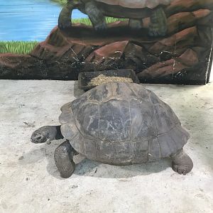 Galapagos Giant Tortoise