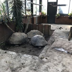 Galapagos Giant Tortoises
