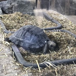 Galapagos Giant Tortoise hatchling
