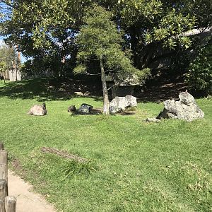 Australian Walkabout