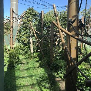 Bornean Orangutan enclosure