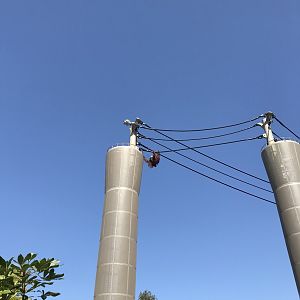 Charlie the Orangutan