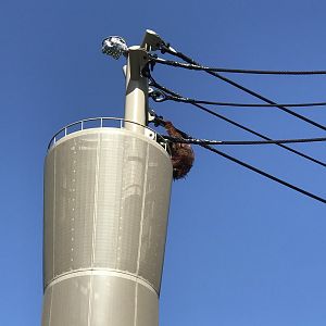 Charlie checking out the Saimangs below