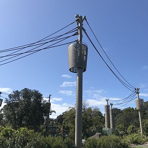 Arboreal Orangutan and Saimang ropes