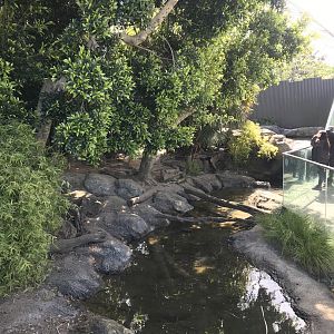 Short Clawed Otter enclosure