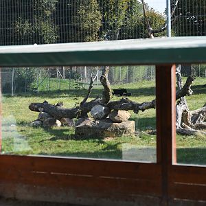 black jaguar exhibit