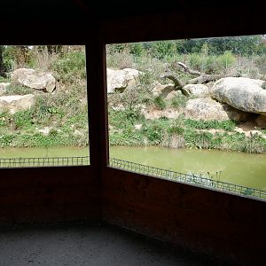 black jaguar exhibit
