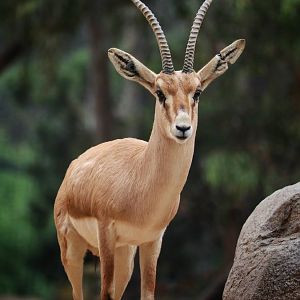 Slender Horned Gazelle