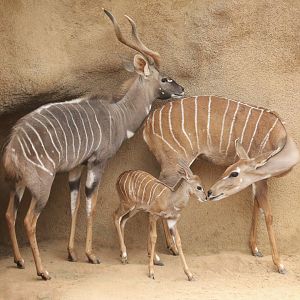 Lesser Kudu Family