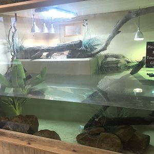 Cuvier's Dwarf Caiman Enclosure at Ponderosa Zoo (October 2022)