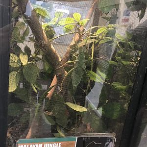 Malayan Jungle Nymph at Ponderosa Zoo (October 2022)