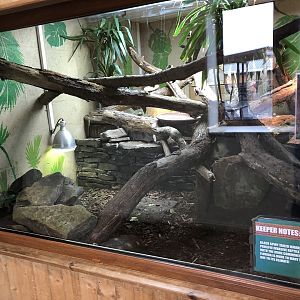 Red-footed Tortoise / Black Spiny-tailed Iguana Enclosure at Ponderosa Zoo (October 2022)