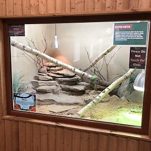 Moroccan Uromastyx / Pancake Tortoise Enclosure at Ponderosa Zoo (October 2022)