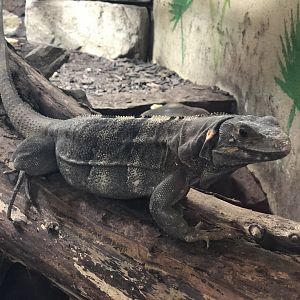 Black Spiny-tailed Iguana at Ponderosa Zoo (October 2022)