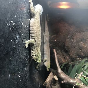 Standing's Day Geckos at Ponderosa Zoo (October 2022)