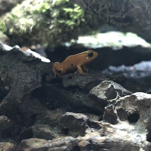 Golden Poison Frog at Ponderosa Zoo (October 2022)