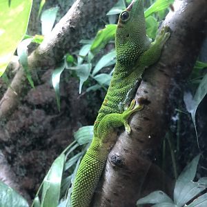 Madagascar Day Gecko at Ponderosa Zoo (October 2022)