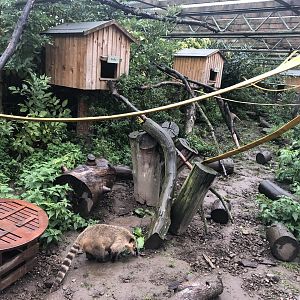 South American Coati Enclosure at Ponderosa Zoo (October 2022)