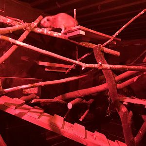 Northern Luzon Giant Cloud Rat Enclosure at Ponderosa Zoo (October 2022)