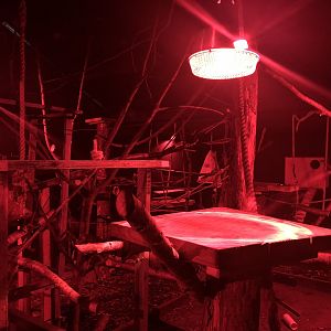 Kinkajou Enclosure at Ponderosa Zoo (October 2022)