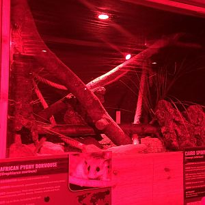 African Pygmy Dormouse / Cairo Spiny Mouse Enclosure at Ponderosa Zoo (October 2022)
