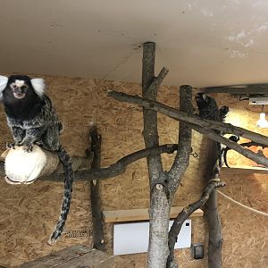 Common Marmoset Enclosure at Ponderosa Zoo (October 2022)