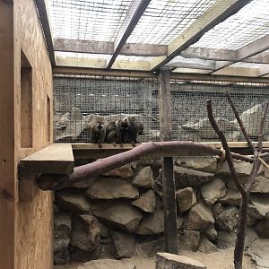 Red-fronted Lemur Enclosure at Ponderosa Zoo (2022)