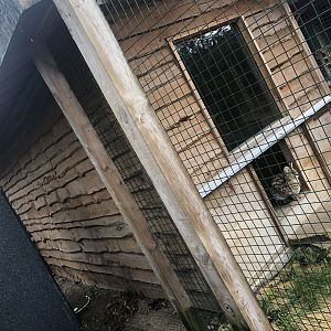 Serval House at Ponderosa Zoo (2022)