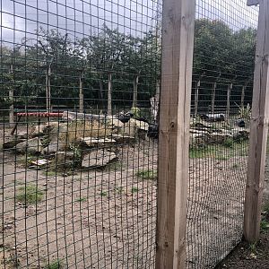 Serval Enclosure at Ponderosa Zoo (2022)